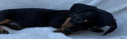 Miniature Dachshund dogs for sale: 3x female miniature dachsunds - Advert 11