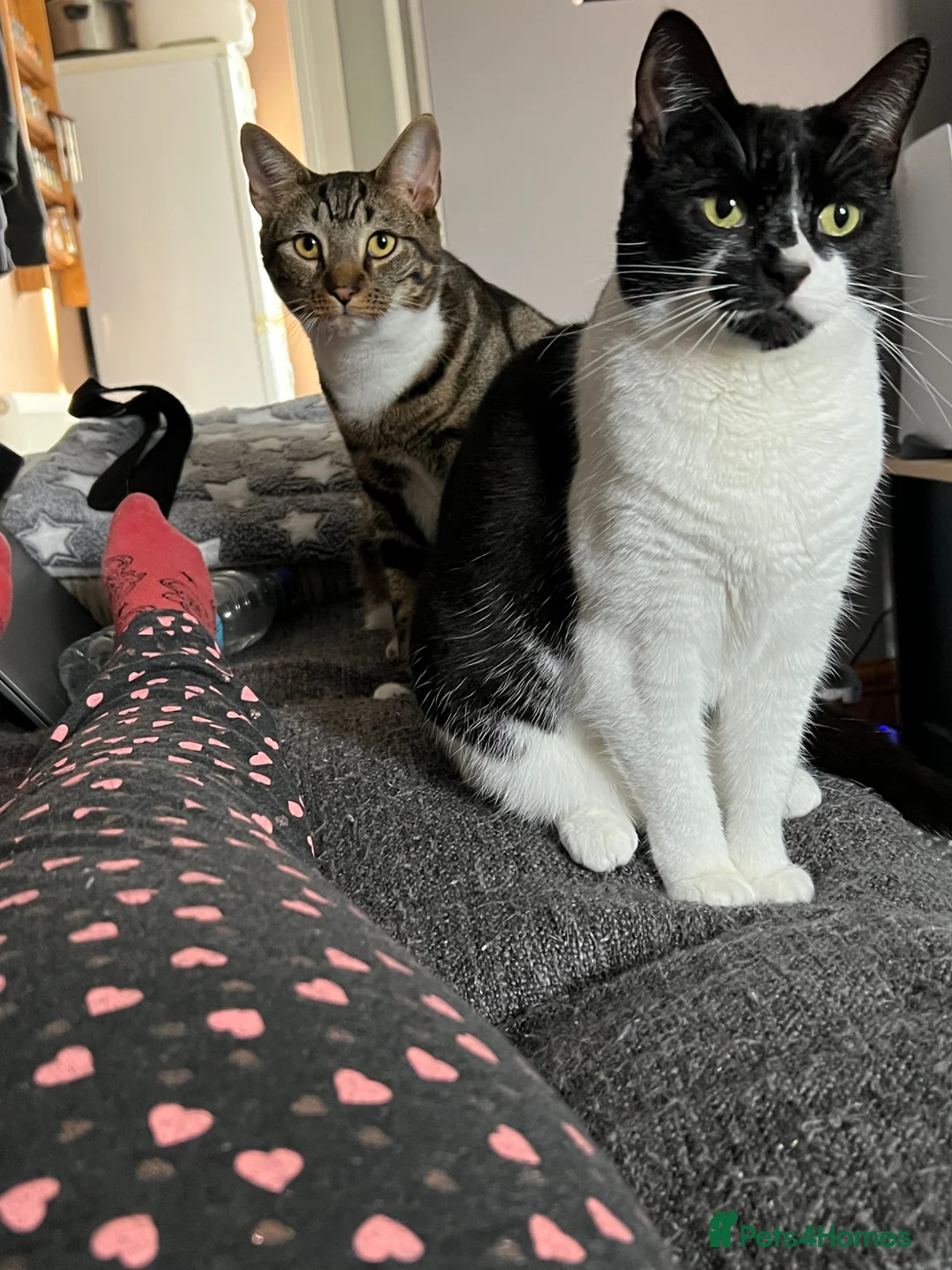 Mixed Breed cats for sale: 2 cats for rehoming together in Newark - Advert 3