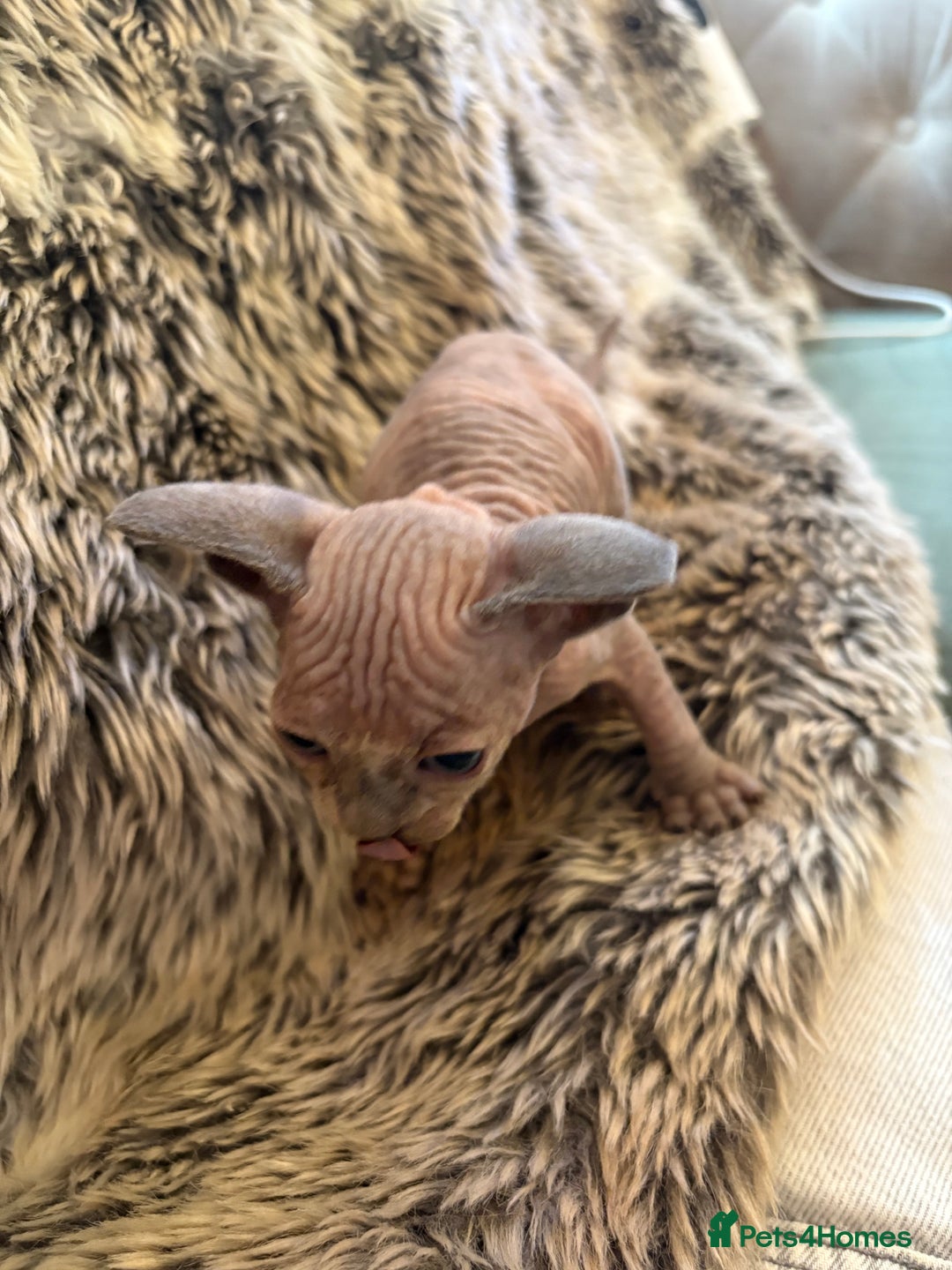 Sphynx cats for sale: 🖤 Sphynx Kittens for Sale – Ready August 🐾 - Image 21