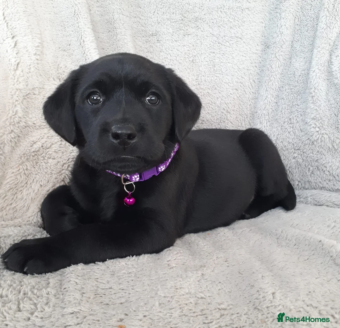 Labrador Retriever dogs for sale: Stunning KC Reg Black pups - Health Tested Parents - Advert 2