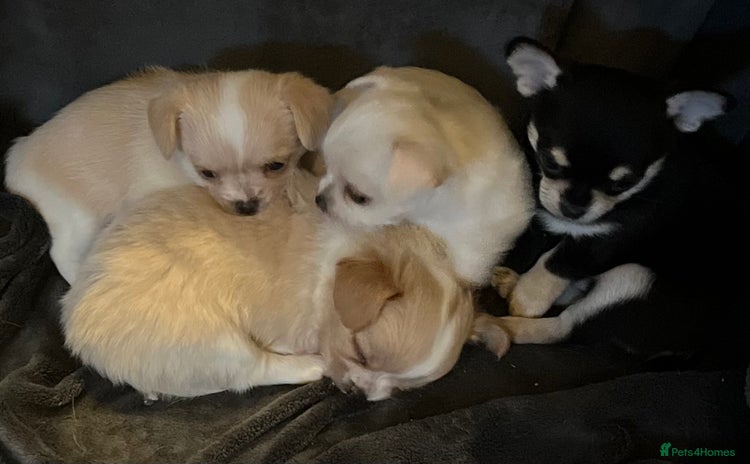 Chipoo dogs Chihuahua X toy poodle - Advert 5