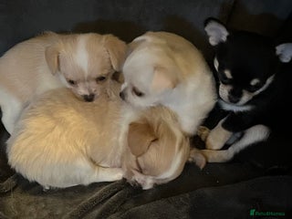 Chipoo dogs Chihuahua X toy poodle - Advert 19