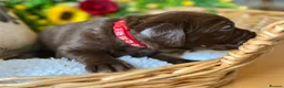Labrador Retriever dogs for sale: STUNNING Chocolate Labrador Puppies  - Advert 17