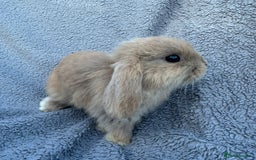 Mini Lop rabbits for sale: Purebred mini lops - Image 2