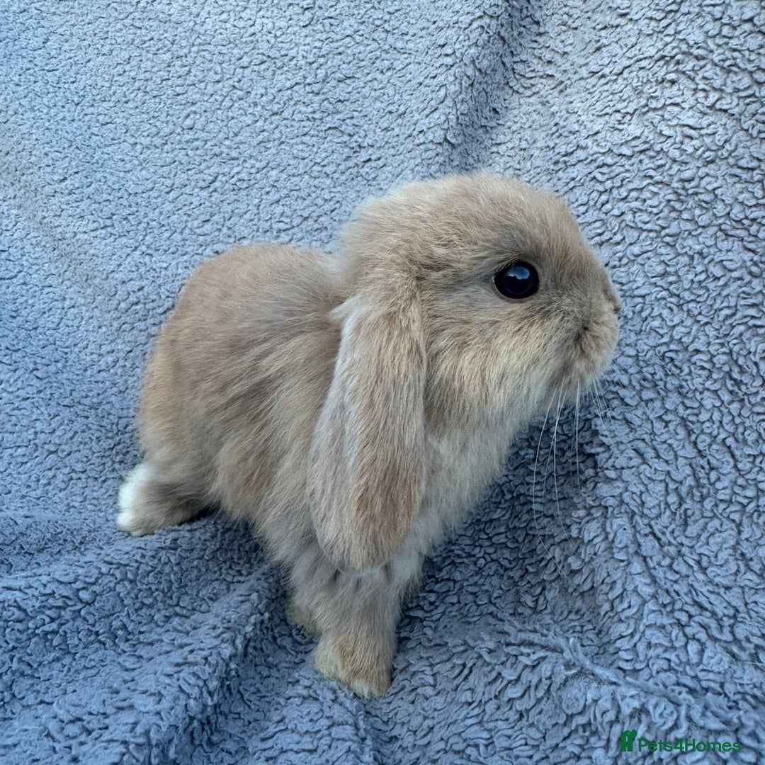Mini Lop rabbits for sale: Purebred mini lops - Image 2
