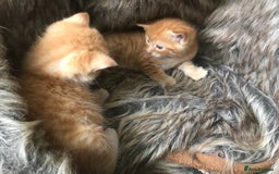 Maine Coon cats for sale: 2 Beautiful Ginger Maine Coon Cross Kittens - Image 6