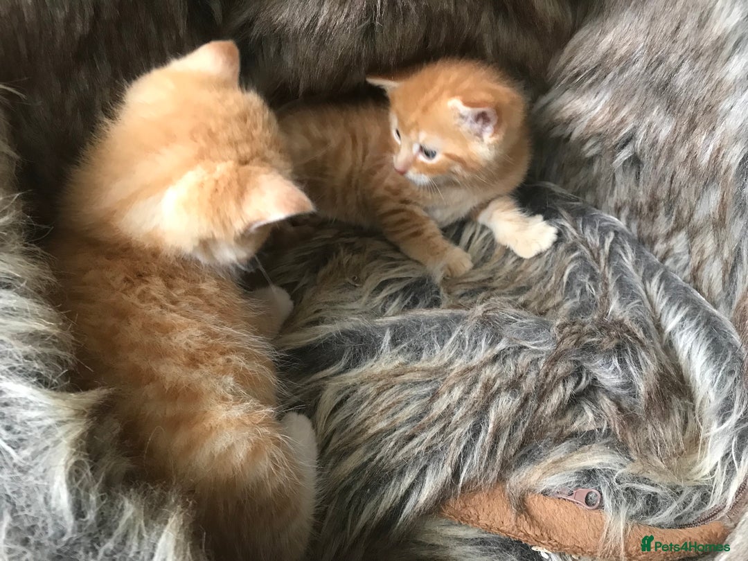 Maine Coon cats for sale: 2 Beautiful Ginger Maine Coon Cross Kittens - Image 6