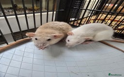 Rat rodents for sale: Babies rats, rex, dumbos and fancy - Image 18