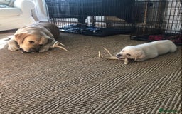 Labrador Retriever dogs for sale: Labrador Retriever Puppies For Sale. - Image 9
