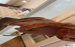 Corn Snake reptiles for sale: Corn snake  - Image 2