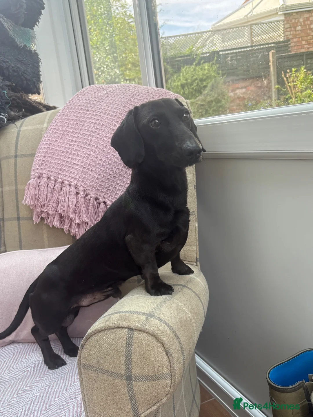Miniature Dachshund dogs for stud: 💙 STUNNING SOLID BLACK MINIATURE STUD BOY💙 - Advert 2