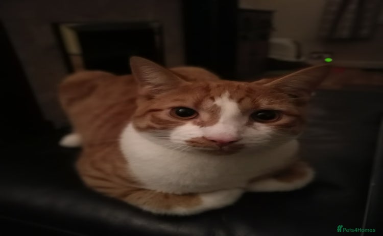 Mixed Breed cats - Advert 14