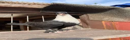 Pigeons birds for sale: Turkish Pigeons for Sale - Advert 2