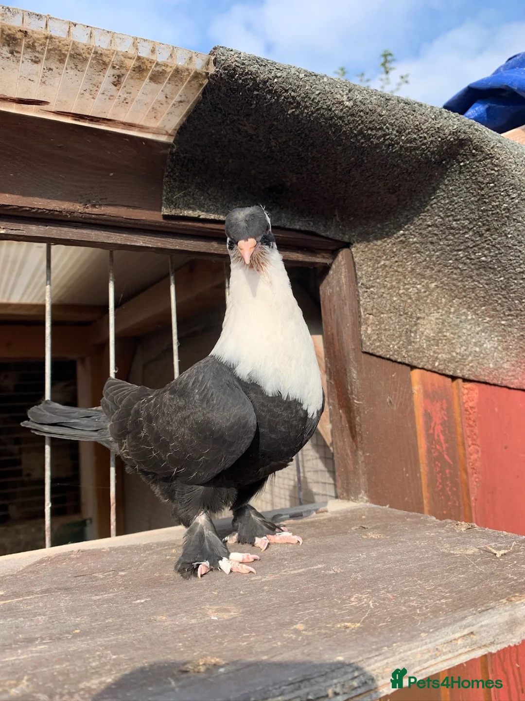 Pigeons birds for sale: Turkish Pigeons for Sale - Advert 2