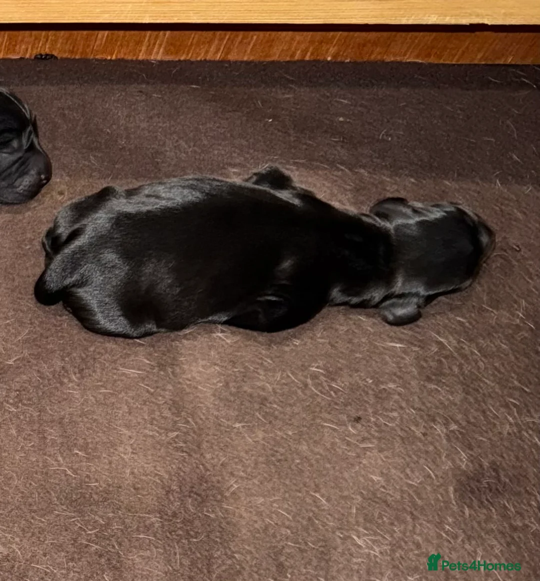 Sprocker dogs for sale: 3 Stunning male sprocker pups remaining 💕🐶 - Advert 28