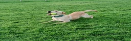 Labrador Retriever dogs for sale: RONNIE - Advert 13