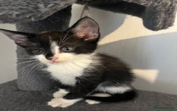 Domestic Shorthair cats for sale: 6 beautiful kittens ready for loving home  - Image 4