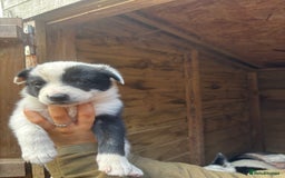 Border Collie dogs for sale: Border collies puppies - Image 7