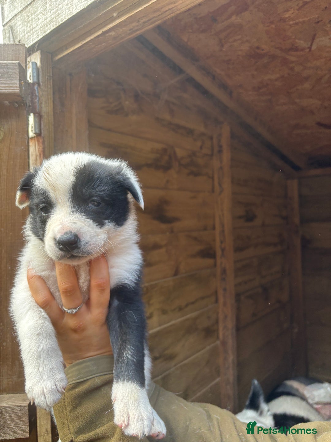 Border Collie dogs for sale: Border collies puppies - Image 7