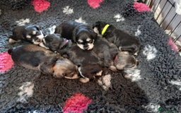 Miniature Schnauzer dogs for sale: Rockybobs Miniature Schnauzers  - Image 2