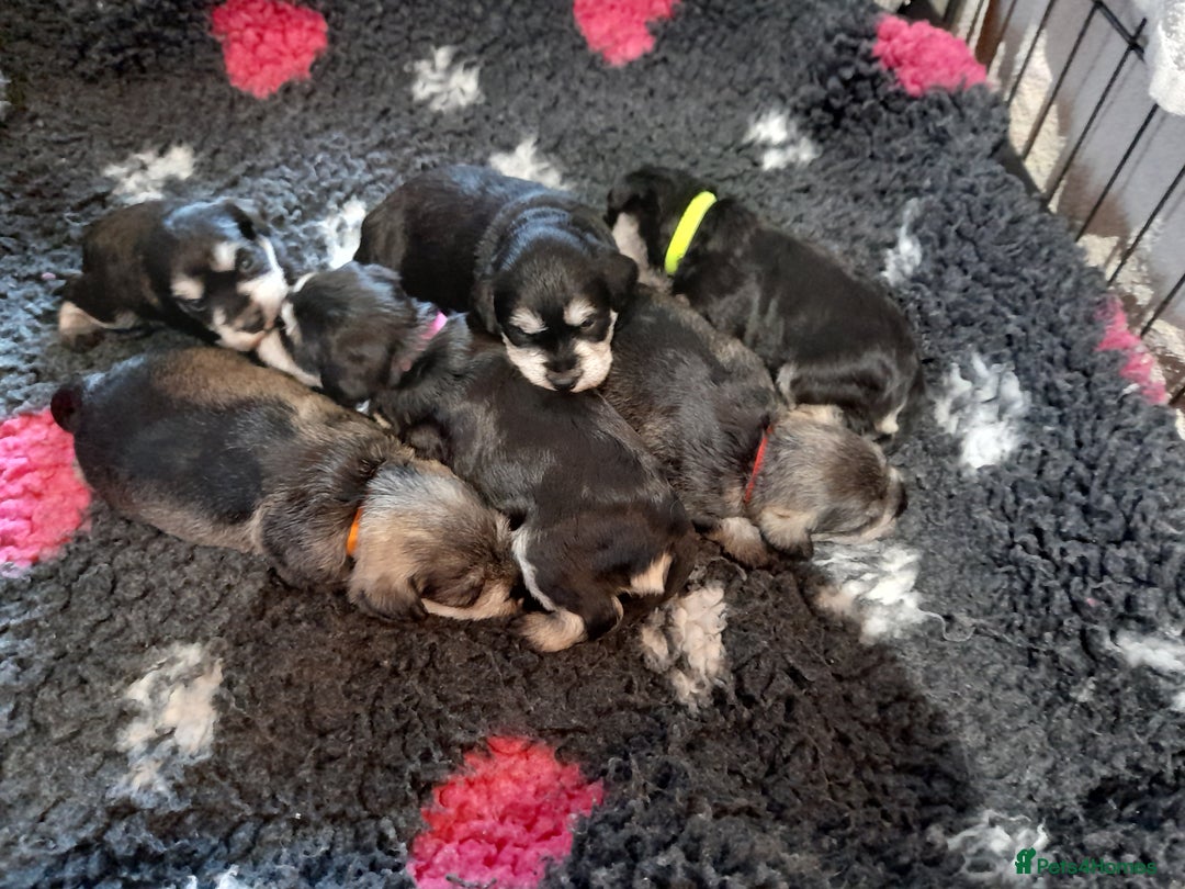 Miniature Schnauzer dogs for sale: Rockybobs Miniature Schnauzers  - Image 2