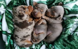 Miniature Dachshund dogs for sale: Three Musketeers Miniature Dachshund - Image 2