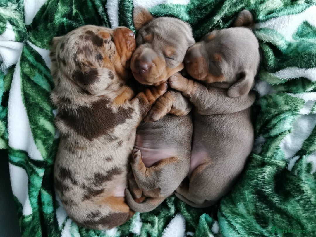 Miniature Dachshund dogs for sale: Three Musketeers Miniature Dachshund - Image 2