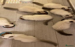 British Shorthair cats for sale: 2 lovely British short hair kitten girls - Image 24