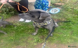 Cane Corso dogs for sale: Zeus Cane Corso 10 months old  - Image 1