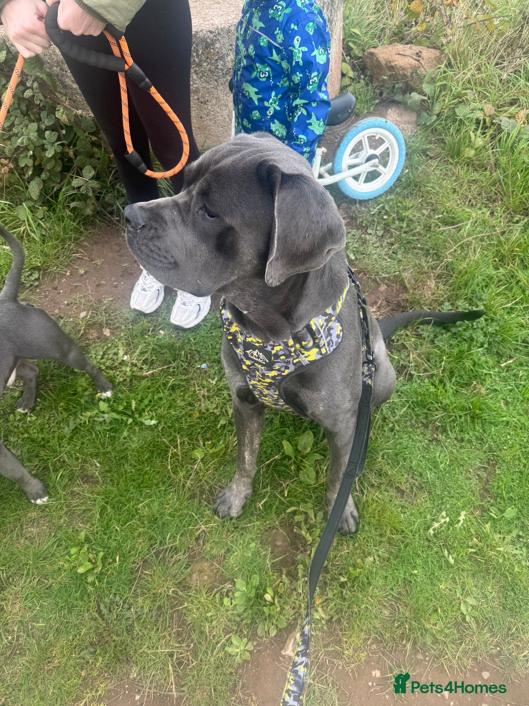 Cane Corso dogs for sale: Zeus Cane Corso 10 months old  - Image 1