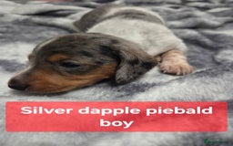 Miniature Dachshund dogs for sale: Miniature dachshund puppies KC Reg - Image 8