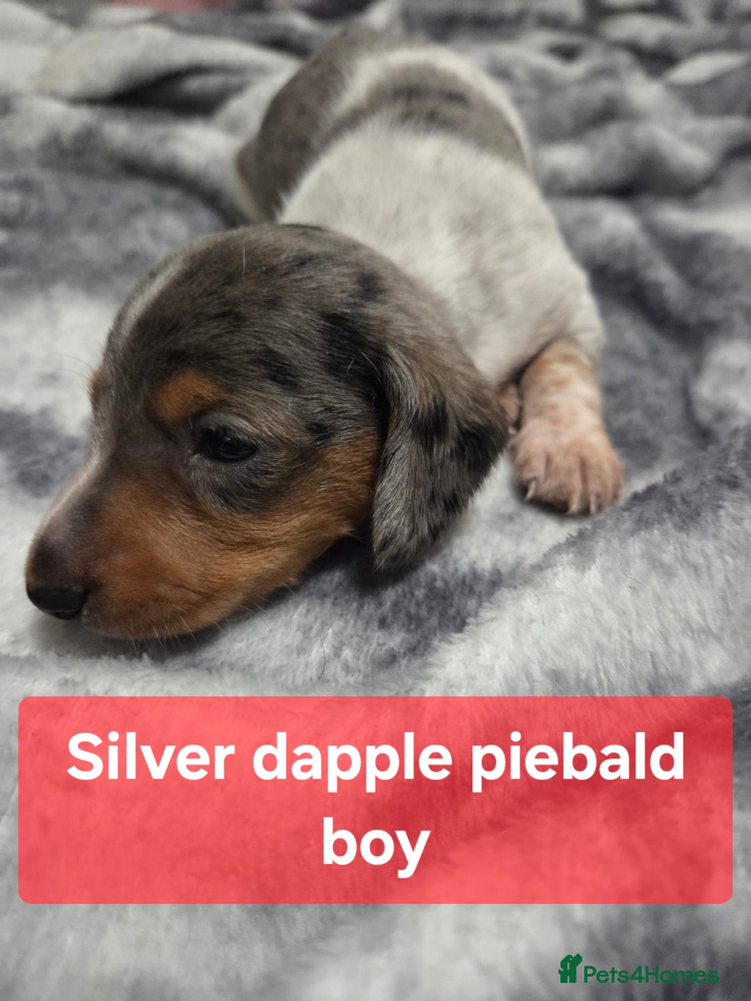 Miniature Dachshund dogs for sale: Miniature dachshund puppies KC Reg - Image 8