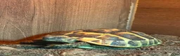 Hermann Tortoise reptiles for sale: Hermann Tortoise, 4 years old, Female in Saltash - Advert 6
