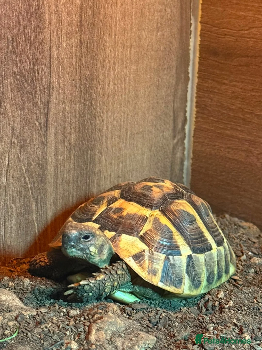 Hermann Tortoise reptiles for sale: Hermann Tortoise, 4 years old, Female in Saltash - Advert 6