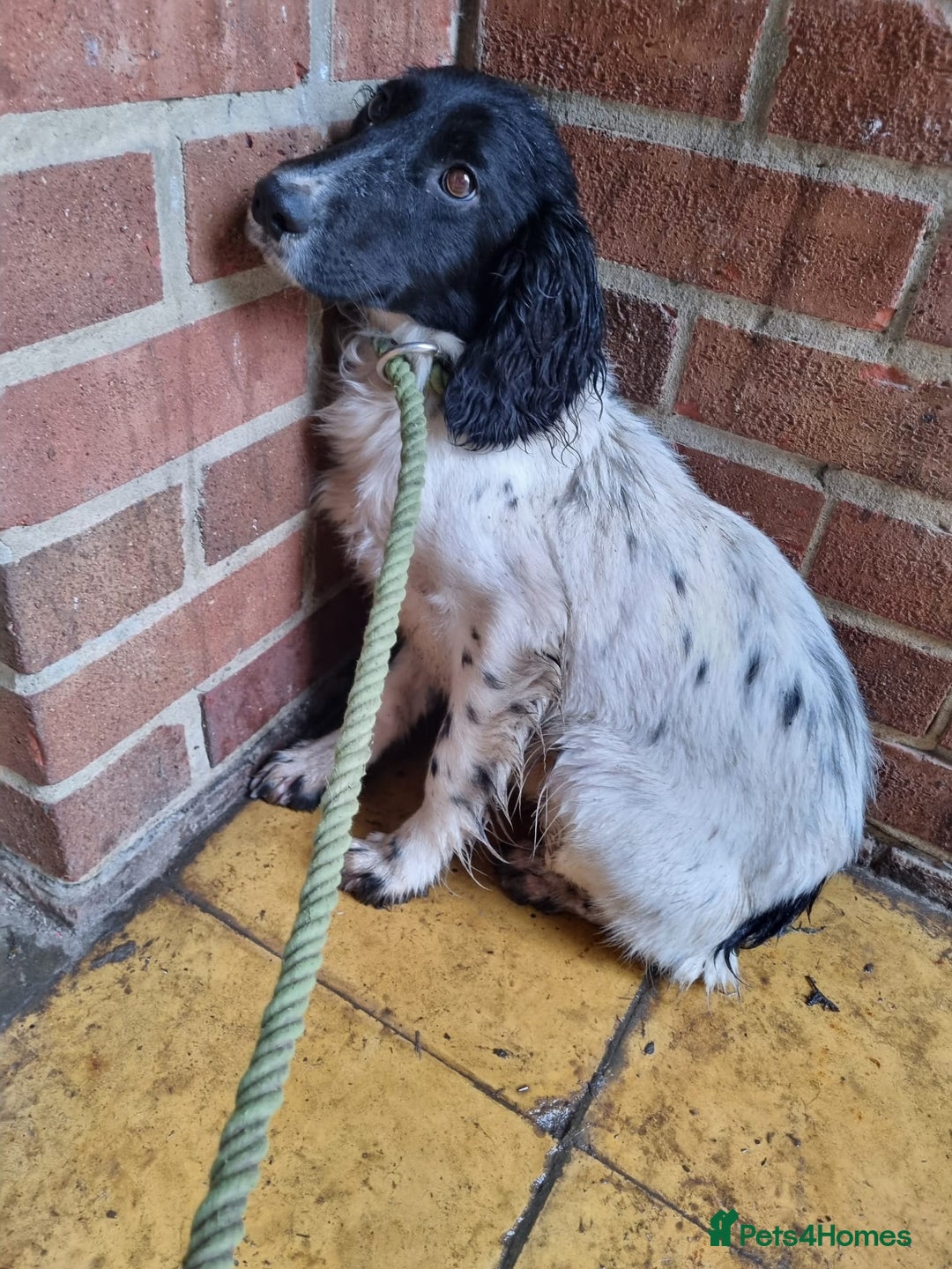 English Springer Spaniel dogs for sale: Male springer spaniel - Advert 2