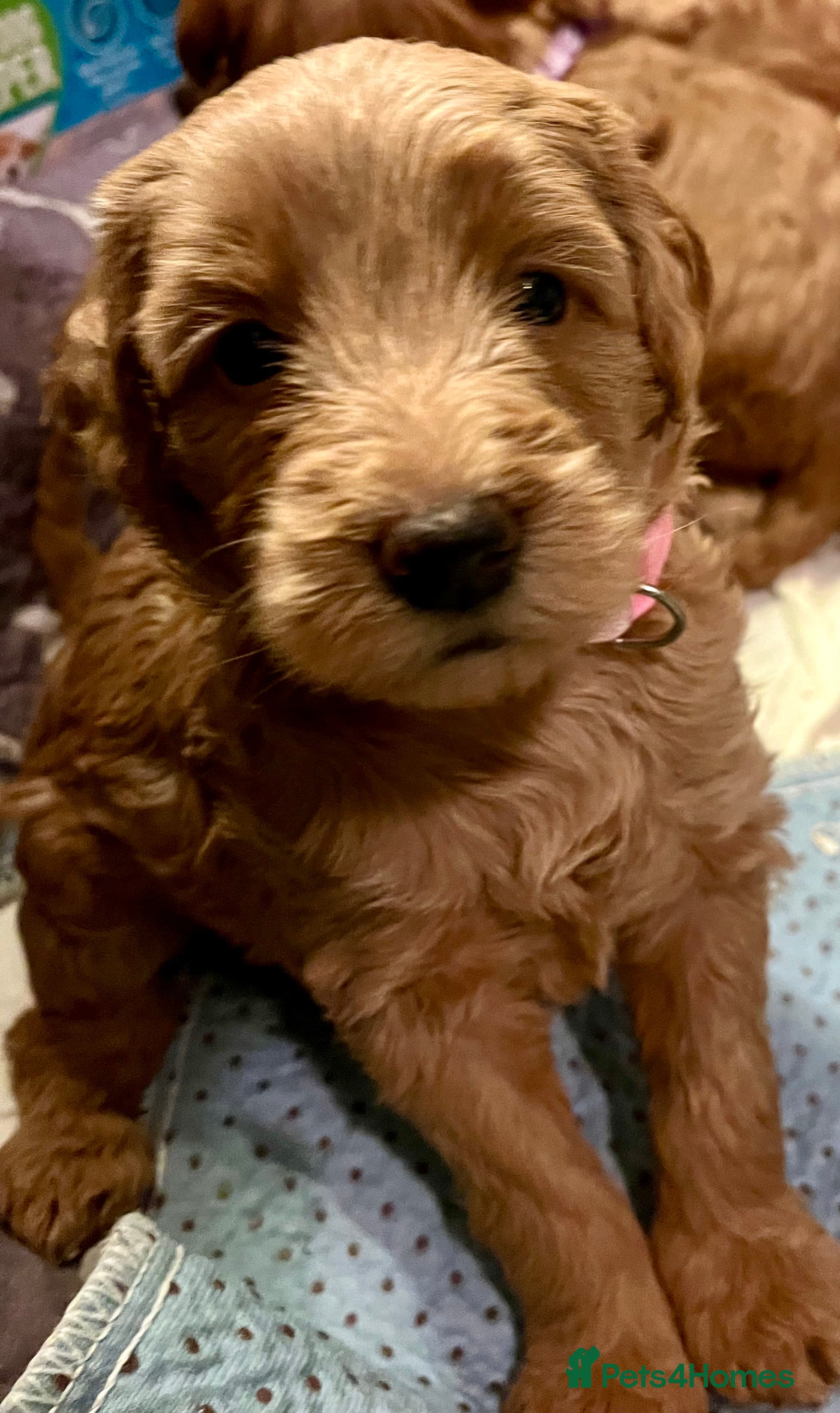 Labradoodle dogs 🥰 Cute Miniature labradoodle Pups 💖💕 - Advert 6
