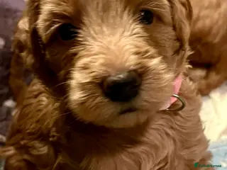 Labradoodle dogs 🥰 Cute Miniature labradoodle Pups 💖💕 - Advert 6
