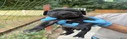 Presa Canario dogs for sale: World class presa canarios  - Advert 12