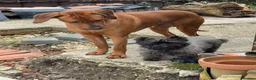 Rhodesian Ridgeback dogs for stud: Beautiful Rhodesian Ridgeback to Stud  in Lightwater - Advert 8
