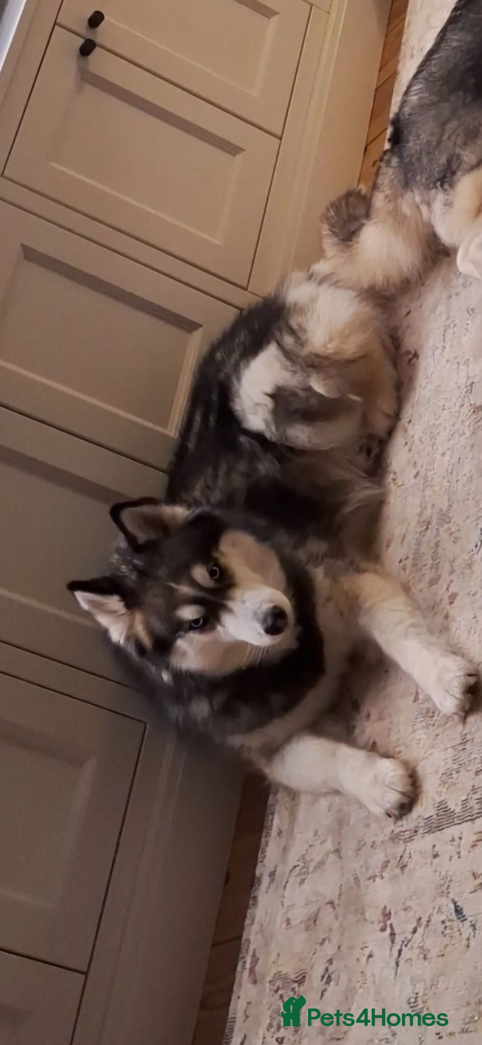 Siberian Husky dogs 5 year old female husky for rehoming - Advert 1