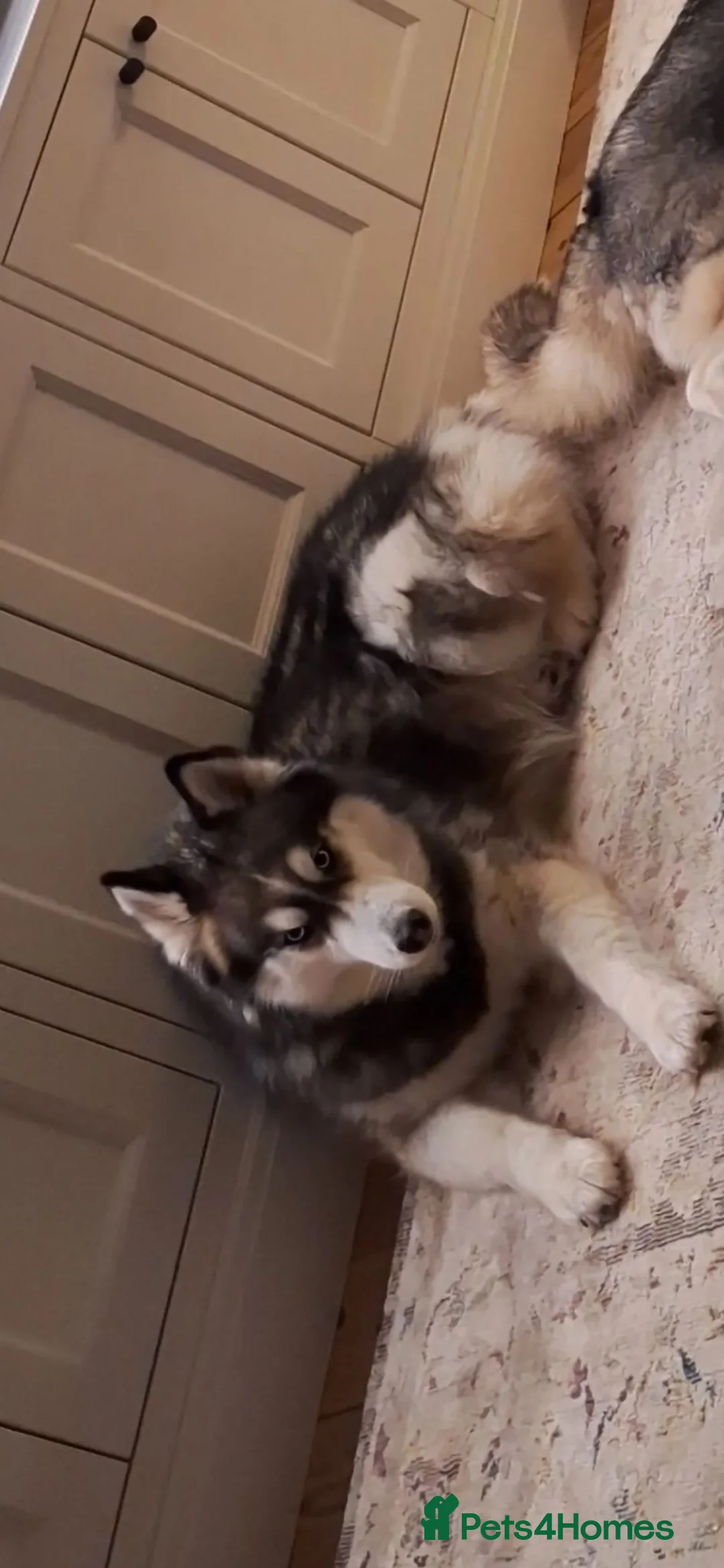 Siberian Husky dogs for sale: 5 year old female husky for rehoming - Advert 1