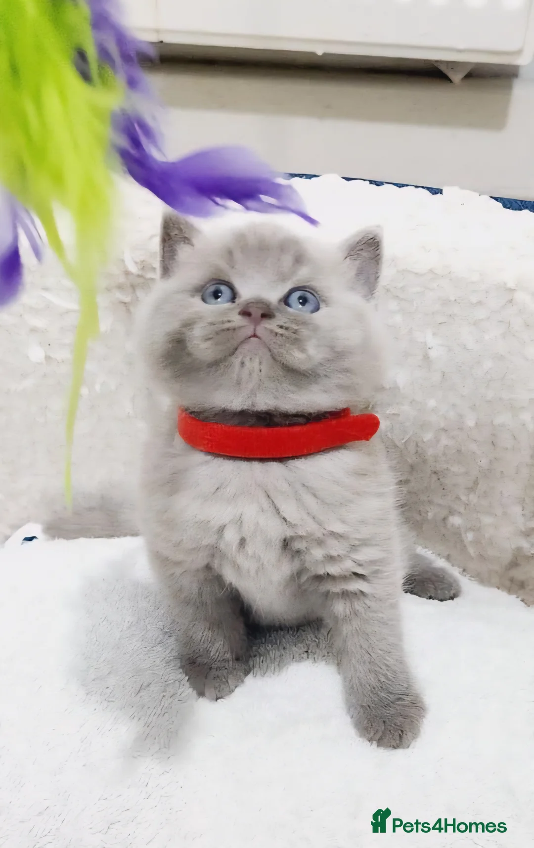 British Shorthair cats for sale: British shorthair kittens  - Advert 2