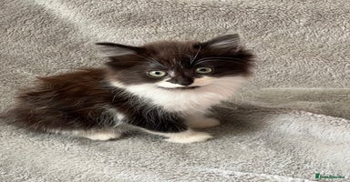 Mixed Breed cats - Advert 8