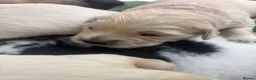Golden Retriever dogs for sale: Golden retriever puppies - Advert 11