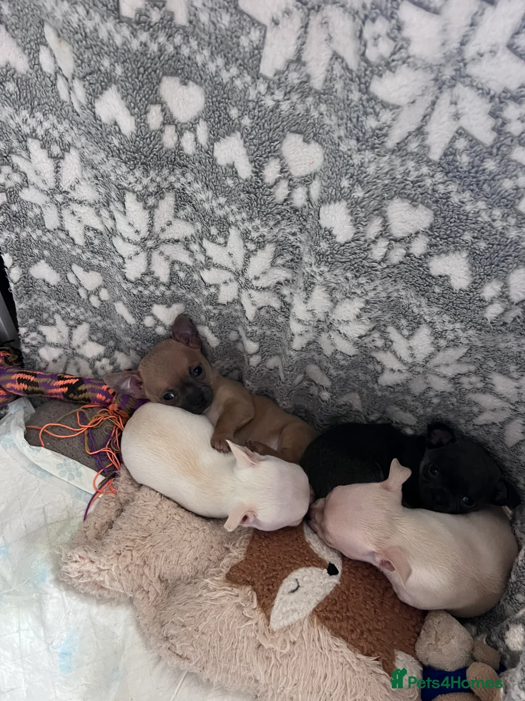 Chihuahua dogs for sale: Short coat chihuahuas available 🐾💓🐶 - Advert 21