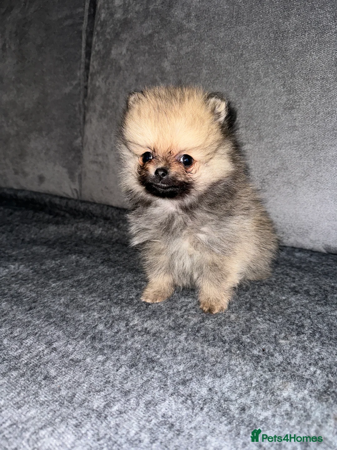 Pomeranian dogs for stud: beautiful Pomeranian boy Norman in Shildon - Advert 6