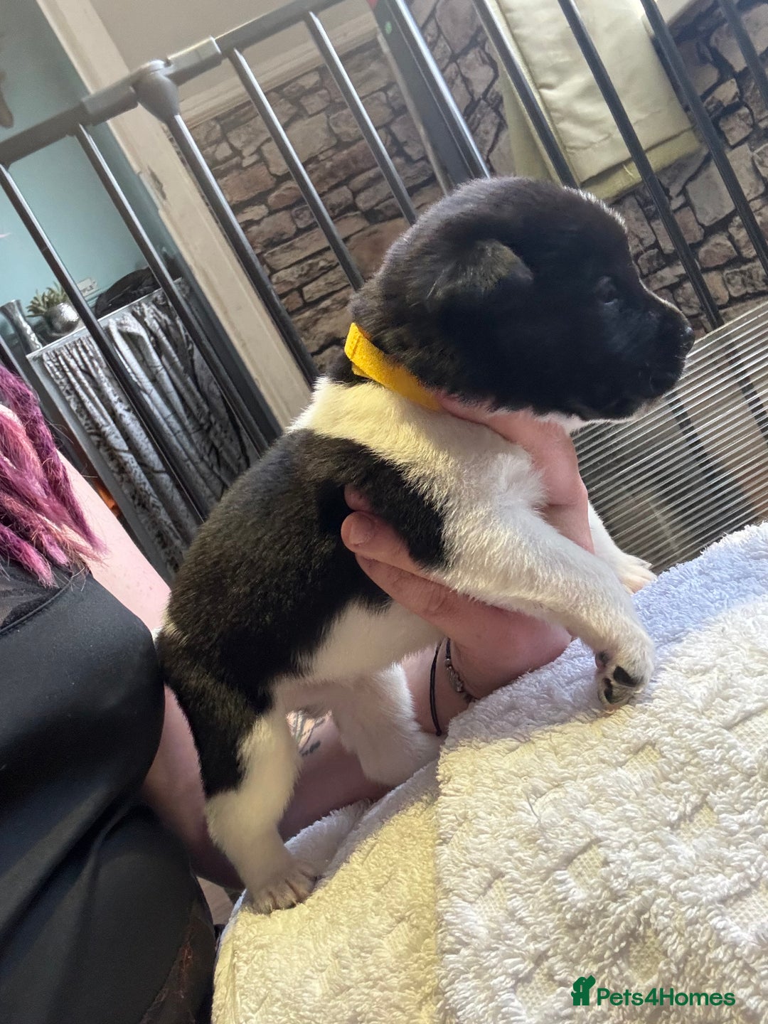 Mixed Breed dogs for sale: Beautiful lab cross Akita puppies available - Image 11