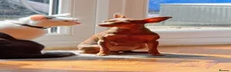 Miniature Pinscher dogs for sale: KC registered Miniature Pinscher chocolate and tan - Advert 7