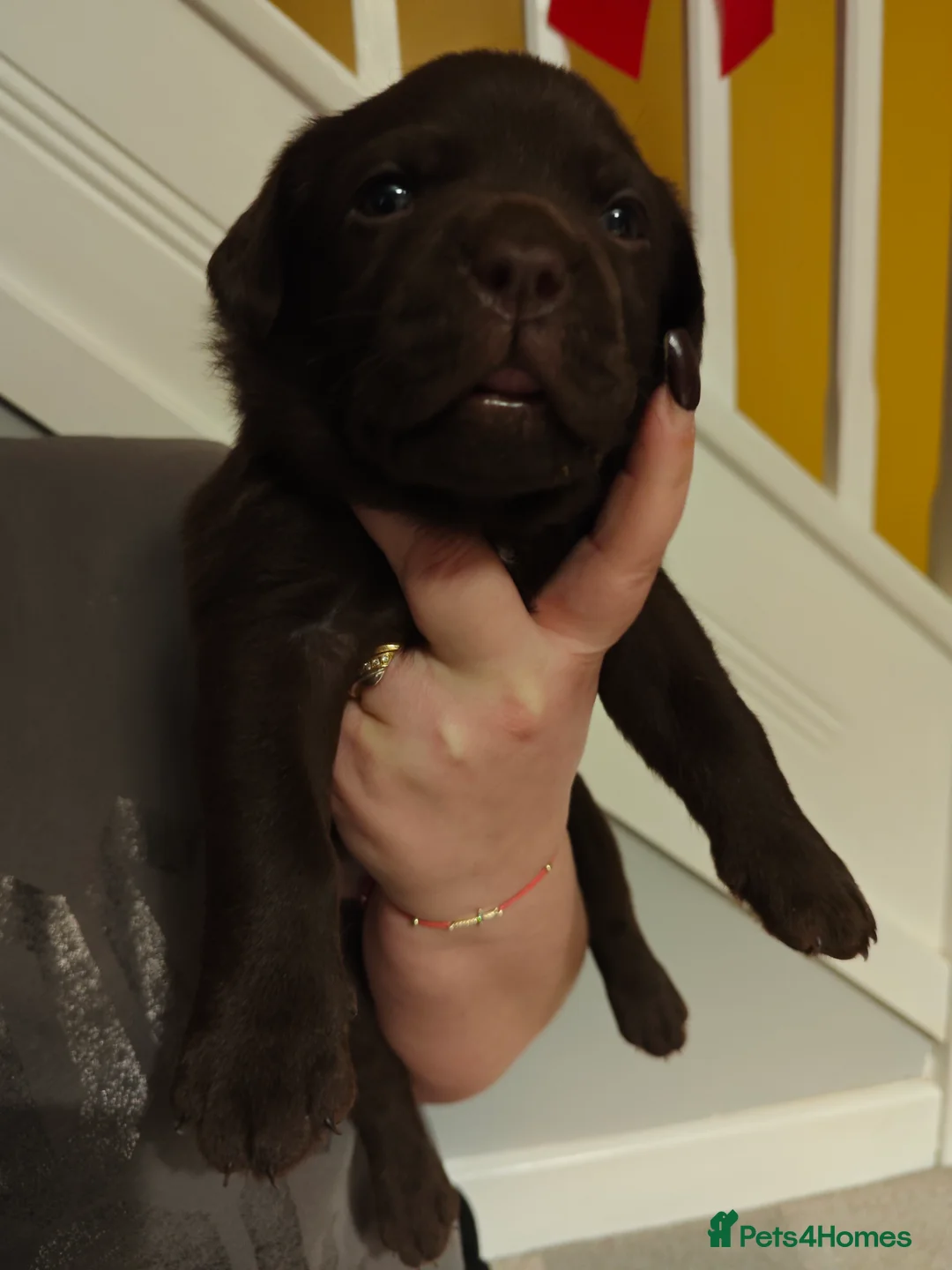 Labrador Retriever dogs for sale: Chocolate Labrador Retriever Puppies-Family Raised - Advert 29