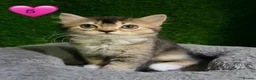 Mixed Breed cats for sale: Beautiful litter of fluffy kittens  - Advert 26